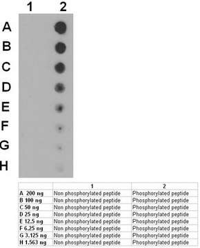 Anti-phospho-Peak Antibody (Tyr665) from rabbit, purified by affinity chromatography