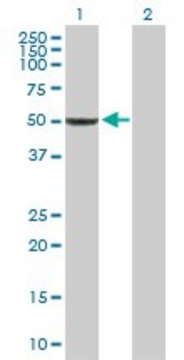 Anti-BAG5 antibody produced in rabbit purified immunoglobulin, buffered aqueous solution