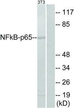 Anti-NF-&#954;B p65 antibody produced in rabbit affinity isolated antibody