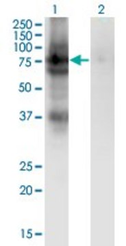 Monoclonal Anti-PDIA4 antibody produced in mouse clone 2H3, purified immunoglobulin, buffered aqueous solution