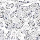 Anti-TFE3 antibody produced in mouse Prestige Antibodies® Powered by Atlas Antibodies, clone CL12810, purified by using Protein A, buffered aqueous glycerol solution