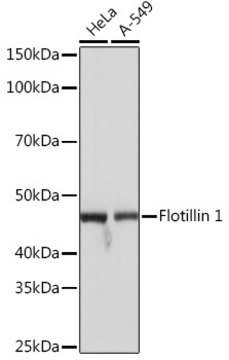 Anti-Flotillin 1 Antibody, clone 8I2S7, Rabbit Monoclonal