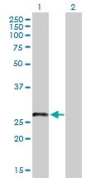 Anti-LRRN4CL antibody produced in mouse purified immunoglobulin, buffered aqueous solution