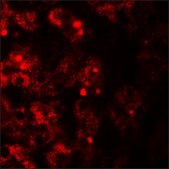 Anti-TMEM106B antibody produced in rabbit affinity isolated antibody