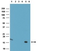 ChIPAb+ Histone H3 (Unmodified Lys4) - ChIP Validated Antibody and Primer Set clone CMA301, from mouse, purified by using protein G