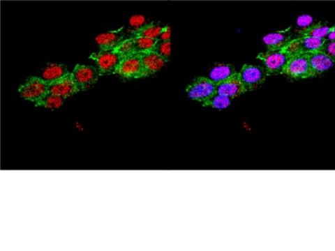 Anti-Neurogenin-3 Antibody, a.a. 80-93 of mouse Neurogenin-3. Chemicon&#174;, from rabbit