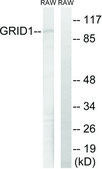 Anti-GRID1 antibody produced in rabbit affinity isolated antibody