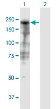 Anti-SHROOM3 antibody produced in mouse purified immunoglobulin