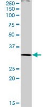 Anti-PLSCR3 antibody produced in rabbit purified immunoglobulin, buffered aqueous solution