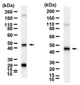 Anti-DHPS Antibody, clone 1K20 ZooMAb® Rabbit Monoclonal recombinant, expressed in HEK 293 cells