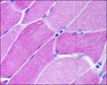 Anti-PTPN11 (AB2) antibody produced in rabbit affinity isolated antibody, buffered aqueous solution