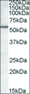 Anti-BAG5 antibody produced in goat affinity isolated antibody, buffered aqueous solution