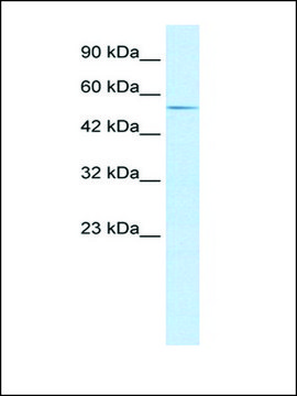 Anti-ZFP91 (AB2) antibody produced in rabbit IgG fraction of antiserum