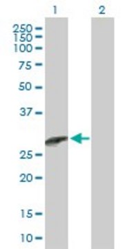 Anti-CCBE1 antibody produced in mouse purified immunoglobulin, buffered aqueous solution