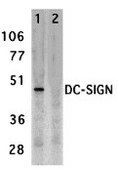 Anti-DC-SIGN antibody produced in rabbit affinity isolated antibody