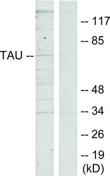 Anti-TAU antibody produced in rabbit affinity isolated antibody