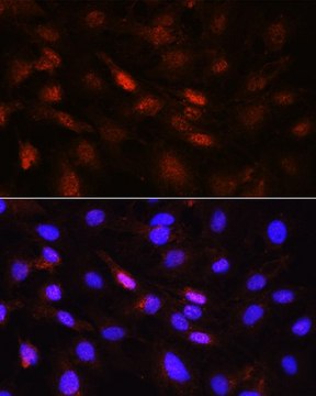 Anti-Phospho-Jak1-Y1022/1023 antibody produced in rabbit