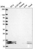 Anti-ATP5J2 antibody produced in rabbit Prestige Antibodies® Powered by Atlas Antibodies, affinity isolated antibody