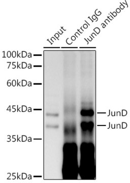 Anti-JunD Antibody, clone 2D5A1, Rabbit Monoclonal