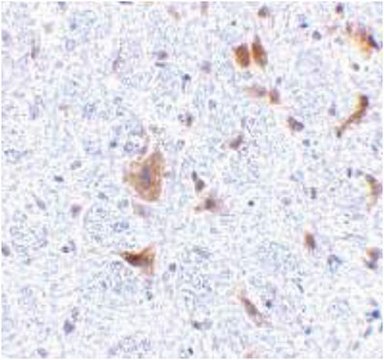 Anti-LFG Antibody from rabbit, purified by affinity chromatography