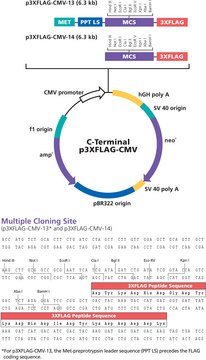 p3XFLAG-CMV&#8482;-13 Expression Vector shuttle vector for transient or stable extracellular expression of C-terminal 3xFLAG