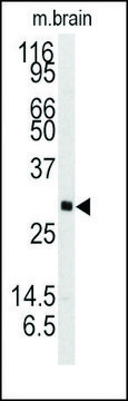 Anti-NTF3 (C-term) antibody produced in rabbit saturated ammonium sulfate (SAS) precipitated, buffered aqueous solution