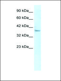Anti-KLHL14 antibody produced in rabbit IgG fraction of antiserum