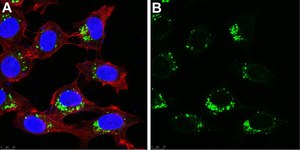 Anti-AIFM2 Antibody, clone 1I15 ZooMAb® Rabbit Monoclonal recombinant, expressed in HEK 293 cells