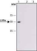 Anti-LXRα (N-terminal) antibody produced in rabbit ~1.5 mg/mL, affinity isolated antibody, buffered aqueous solution