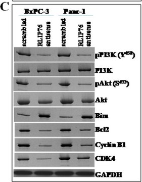 Anti-phospho-Akt1/PKB&#945; (Ser473) Antibody, clone SK703, rabbit monoclonal clone SK703, Upstate&#174;, from rabbit