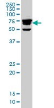 ANTI-RDX antibody produced in mouse clone 1C4, ascites fluid