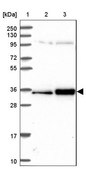 Anti-SURF2 antibody produced in rabbit Prestige Antibodies® Powered by Atlas Antibodies, affinity isolated antibody, buffered aqueous glycerol solution