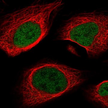 Anti-MEF2A antibody produced in rabbit Prestige Antibodies&#174; Powered by Atlas Antibodies, affinity isolated antibody