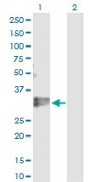 Anti-KLF16 antibody produced in rabbit purified immunoglobulin, buffered aqueous solution