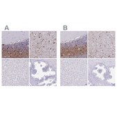 Anti-ERMN antibody produced in rabbit Prestige Antibodies® Powered by Atlas Antibodies, affinity isolated antibody, buffered aqueous glycerol solution