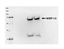 Anti-MMP13 antibody produced in rabbit affinity isolated antibody