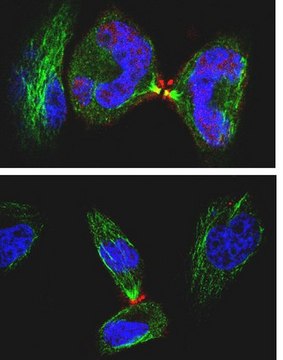 Anti-Anillin Antibody, clone 5f3.1 clone 5F3.1, from mouse