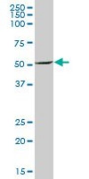 Anti-PSMD5 antibody produced in mouse purified immunoglobulin, buffered aqueous solution