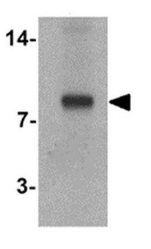 Anti-SELK Antibody from rabbit, purified by affinity chromatography