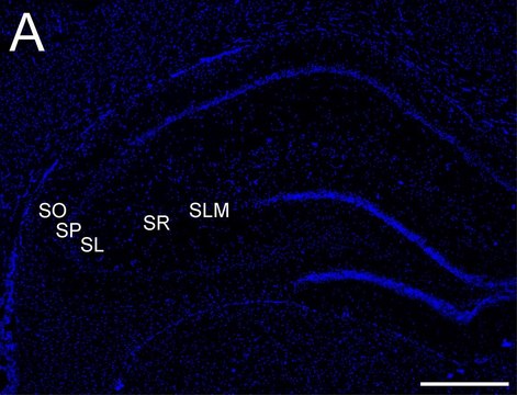 Anti-Connexin 45 Antibody, near CT, cytoplasmic Chemicon&#174;, from rabbit