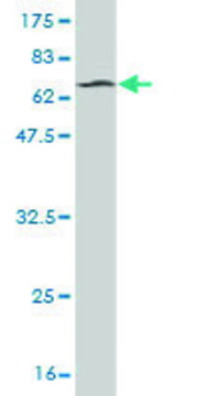 Monoclonal Anti-STK32C, (N-terminal) antibody produced in mouse clone 4D12, purified immunoglobulin, buffered aqueous solution