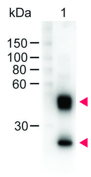 抗-小鼠IgG(H+L)-过氧化物酶 绵羊抗 affinity isolated antibody, lyophilized powder