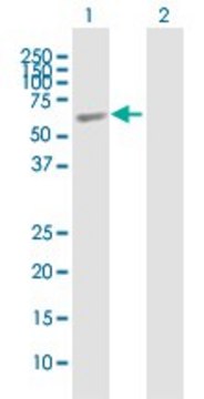 Anti-ELL3 antibody produced in mouse purified immunoglobulin, buffered aqueous solution