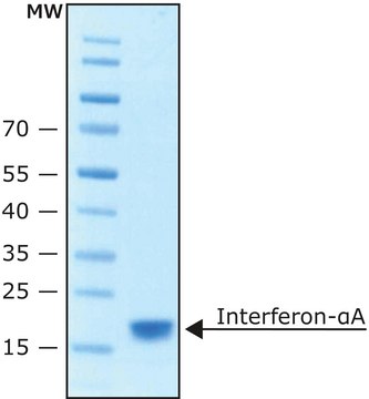 干扰素-&#945;A 人 &#8805;95%, suitable for cell culture, buffered aqueous solution, recombinant, expressed in E. coli