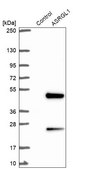 Anti-ASRGL1 antibody produced in rabbit Prestige Antibodies® Powered by Atlas Antibodies, affinity isolated antibody, buffered aqueous glycerol solution