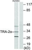 Anti-TRA-2 α antibody produced in rabbit affinity isolated antibody
