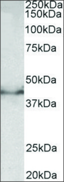 Anti-Dcx antibody produced in goat affinity isolated antibody, buffered aqueous solution