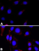 Anti-FMR1 (C-terminal) antibody produced in rabbit ~1.0 mg/mL, affinity isolated antibody, buffered aqueous solution