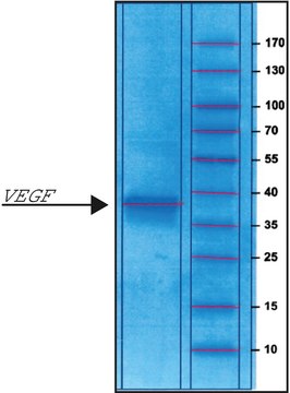 Vascular Endothelial Growth Factor human VEGF, recombinant, expressed in E. coli, powder, suitable for cell culture