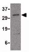 Anti-PD-L2 Antibody from rabbit, purified by affinity chromatography